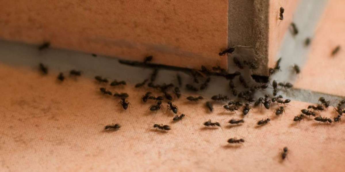 Winning the Battle Against Ants: The Ultimate Guide to Ant Removal in Caledon