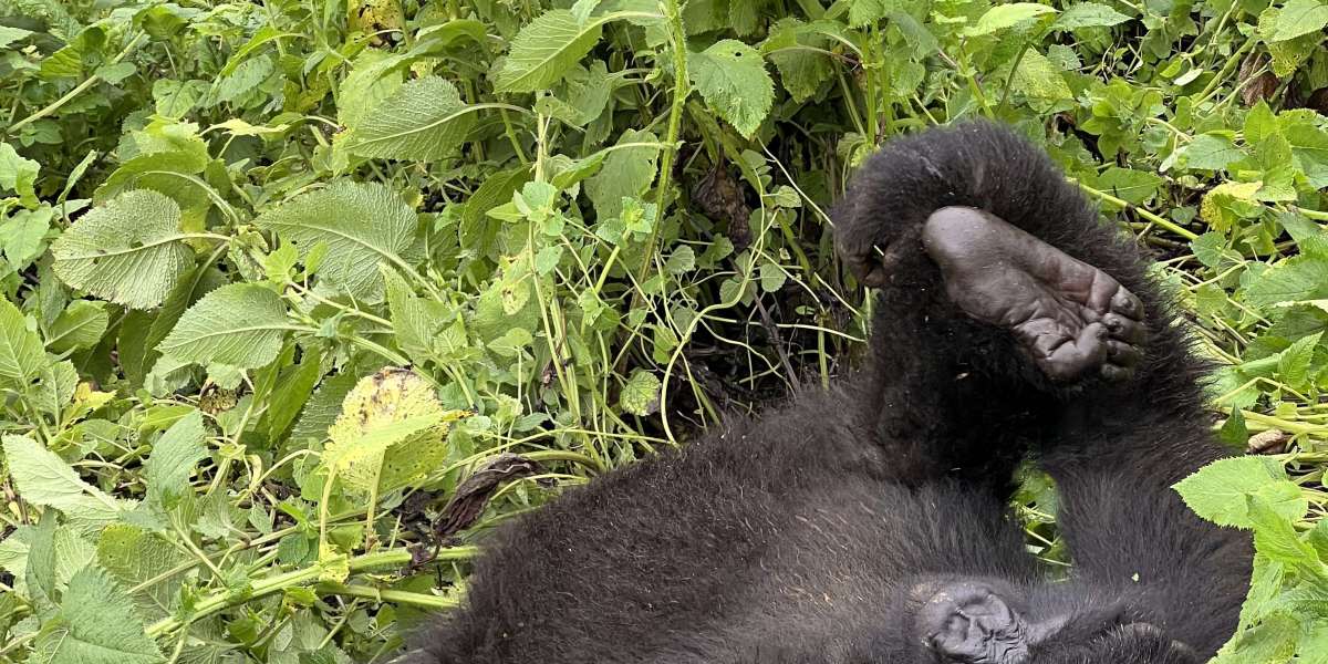 Signs You’re Booking With the Best Tour Operator in Rwanda