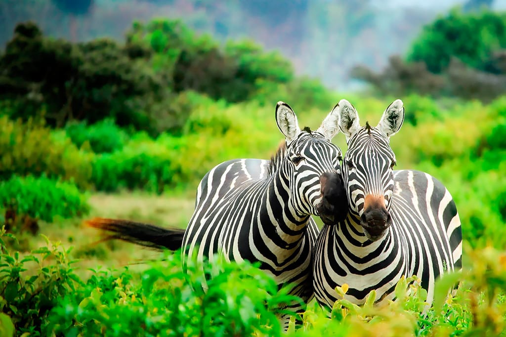 Why Kenya Safaris Are the Hottest Travel Trend in 2025