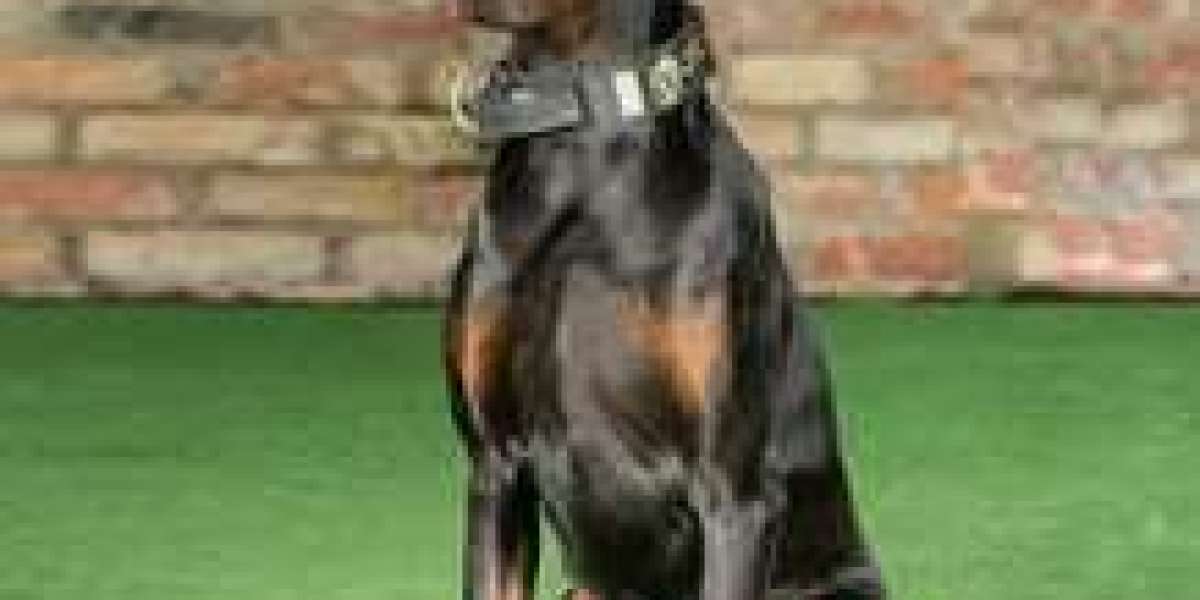 Professionally Trained Doberman for Sale: Your Ultimate Guide