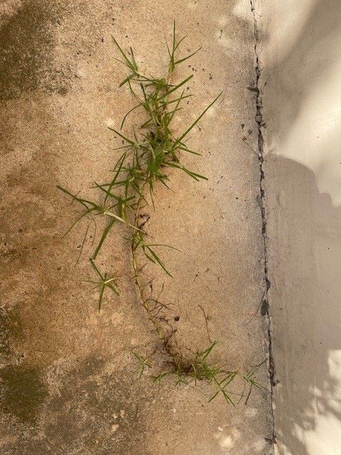 Kikuyu - GILBA SOLUTIONS