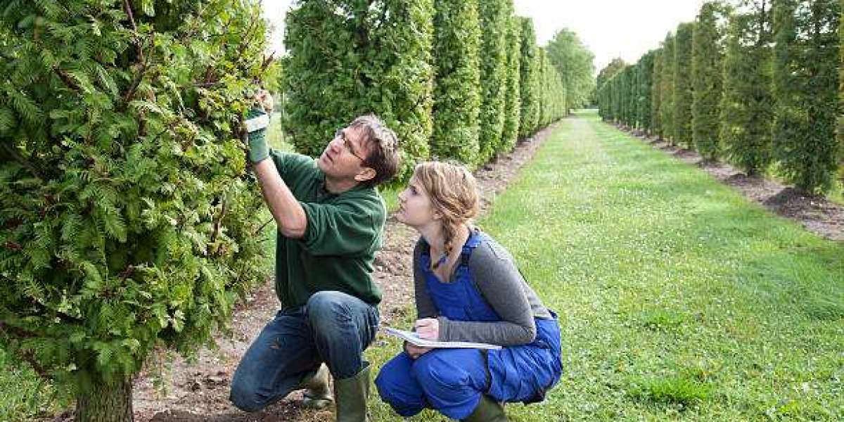 Advances in Arboriculture: Innovations in Tree Maintenance
