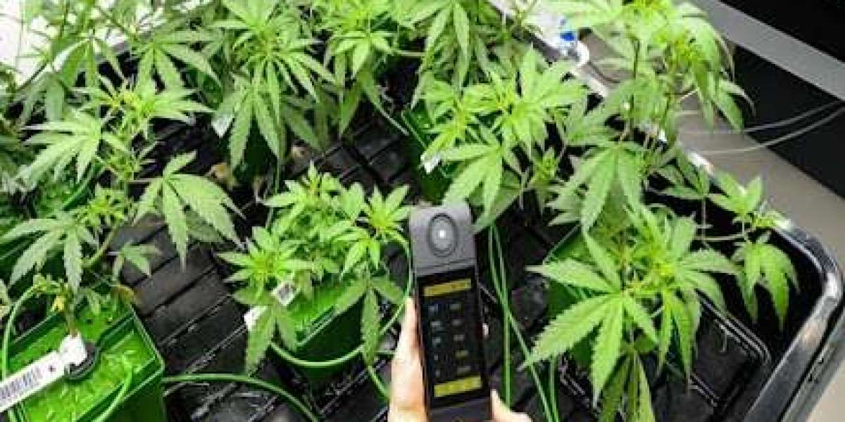 CBD La Rochelle : une nouvelle vague de bien-être sur la côte atlantique