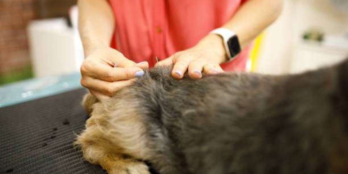 Veterinary Acupuncture: A Natural Approach to Pet Health and Wellness