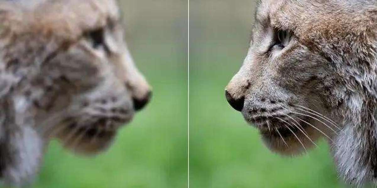 Image Enhancer: Transforming Photos into Masterpieces Instantly