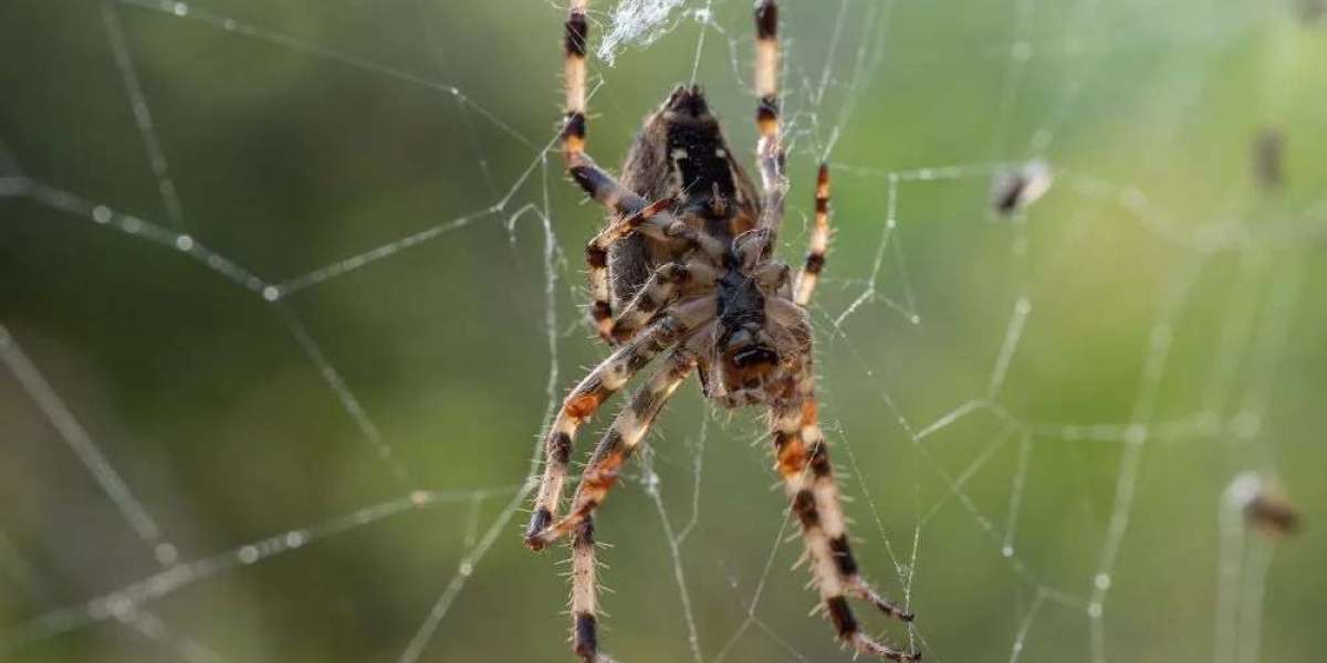 Why Should Melbourne Residents Take Pest Control Seriously?