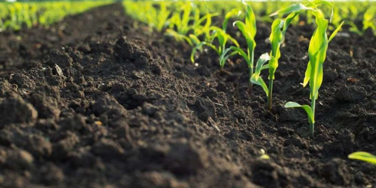 Biofertilizer Production Cost Report 2025: Plant Layout, Machinery and Financial Outlook