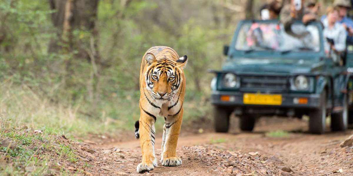 More Than a Safari: Bandhavgarh Tour Package with Culture & Charm