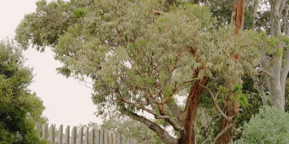 The Rise of Sustainable Architecture in Regional and Urban Australia