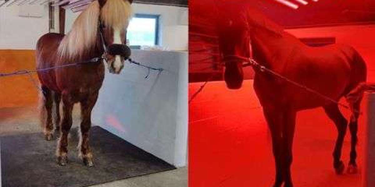 Transforming Equine Care with Advanced Horse Light Therapy