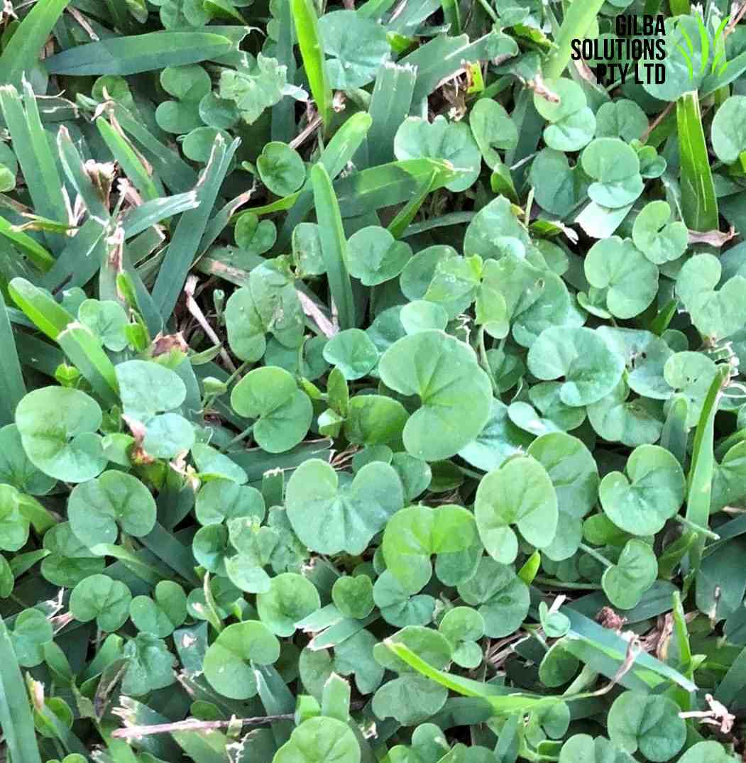 Dichondra - GILBA SOLUTIONS