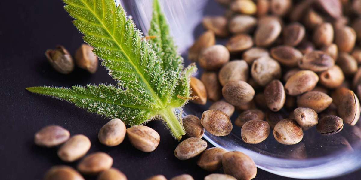 Current market scenario highlights growth opportunities and regulatory challenges in cannabis seeds sector