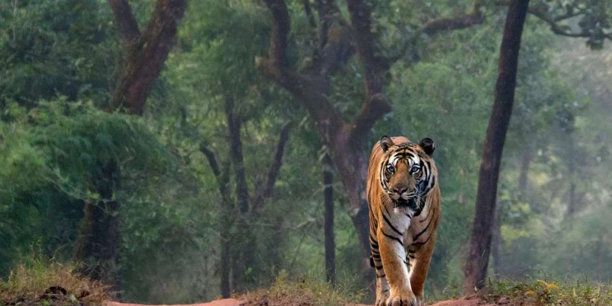 Capture the Spirit of the Wild: Tiger Photography Ranthambore