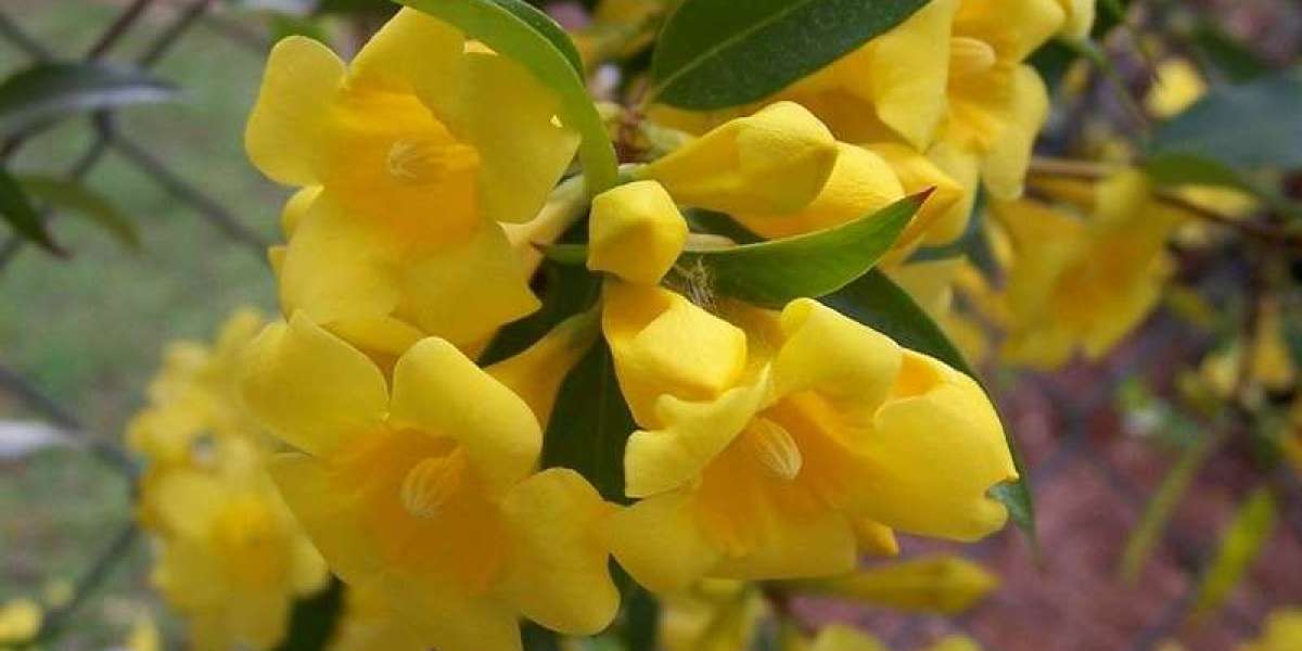 Yellow Carolina Jessamine – Vibrant Climbing Vine for Gardens