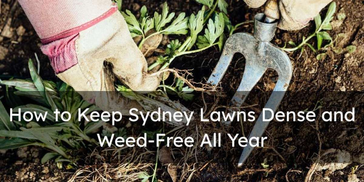 How to Keep Sydney Lawns Dense and Weed-Free All Year