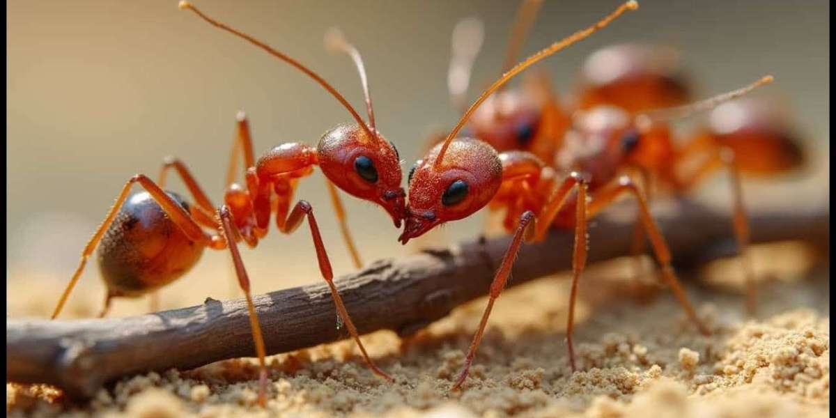 Banishing the Tiny Invaders: Expert Ant Removal Caledon for a Pest-Free Home