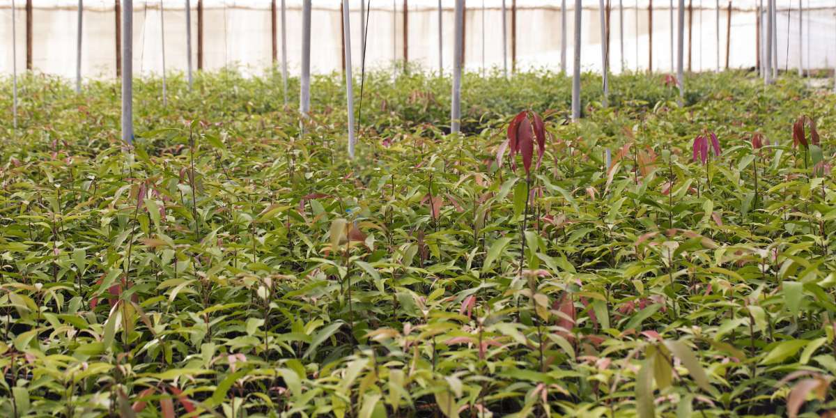 In-depth Analysis Moringa Processing Plant Project Report 2025: Requirements and Setup Cost