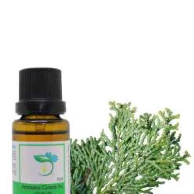 Hinoki Essential Oil Profile Picture