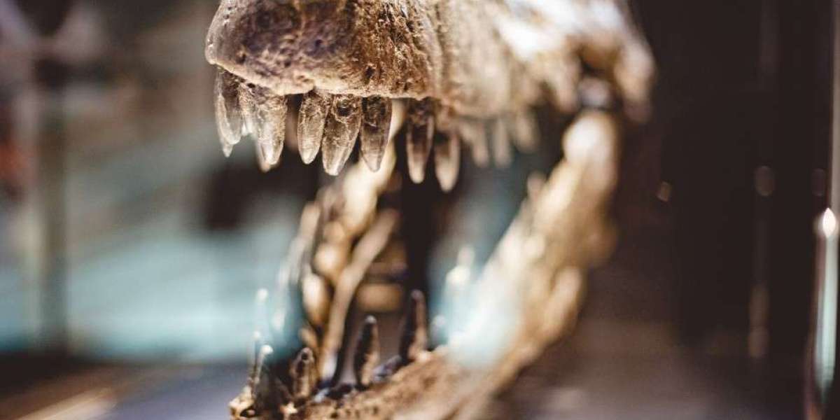 The Legacy of Megalodon Teeth and Great White Shark Teeth