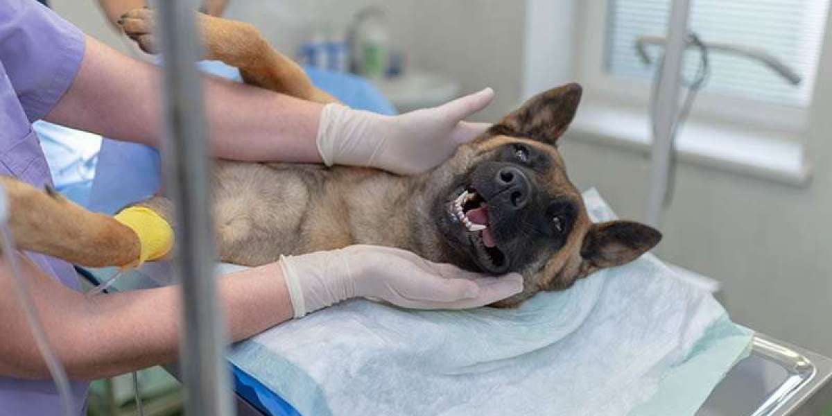 Dog Surgery: Costs, Recovery, and Essential Care Tips