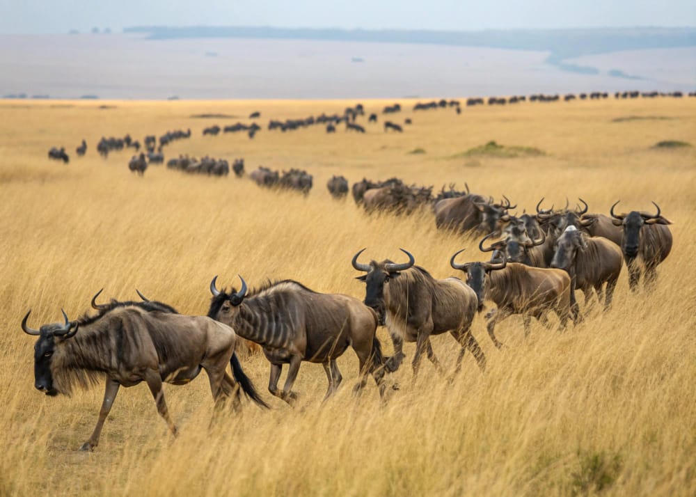 Wildebeest Migration Tanzania | Best Time and Safari Guide