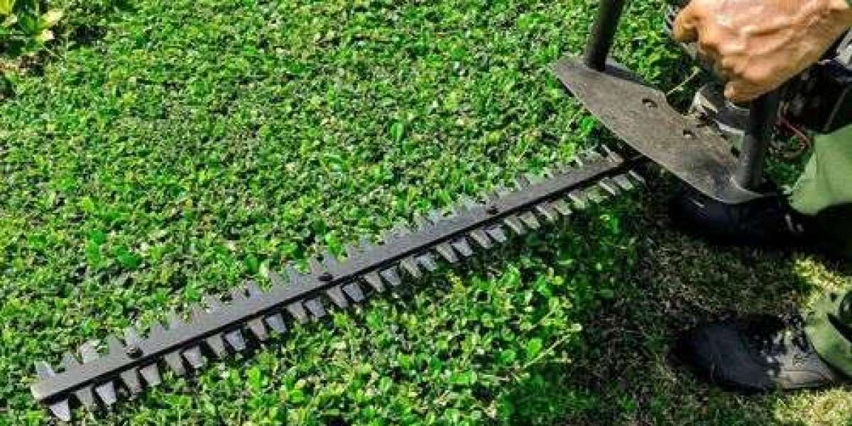 Expert Tree and Hedge Care in Auckland: Why Professional Services Matter