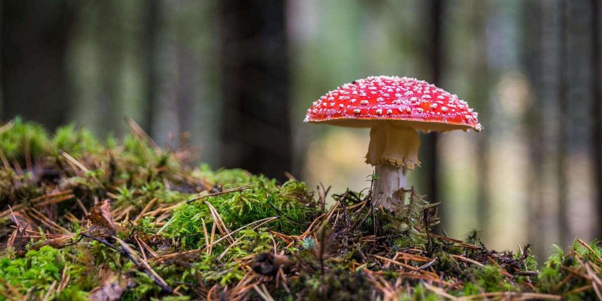 South East Asia Mushroom Market Trends, Growth & Forecast 2025-2033