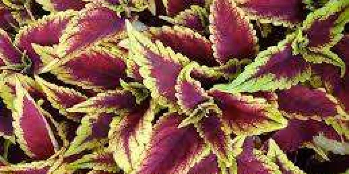 Forskolin Market Opportunities Driven By Consumer Awareness, Technological Innovations, And Global Expansion