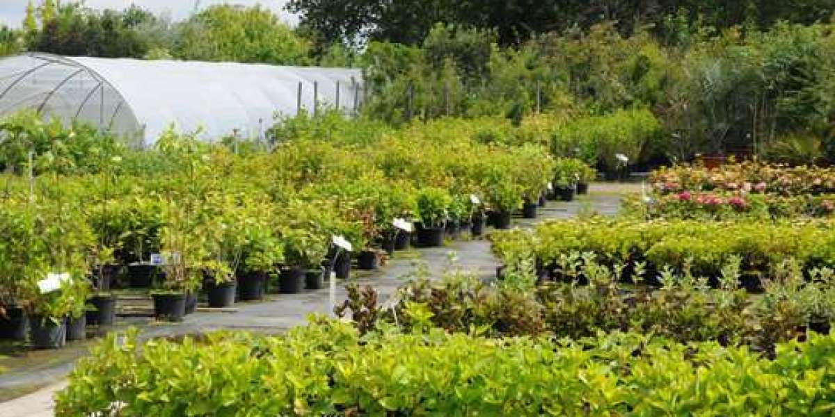 Enhance Your Garden with Expert Nursery Plant Services