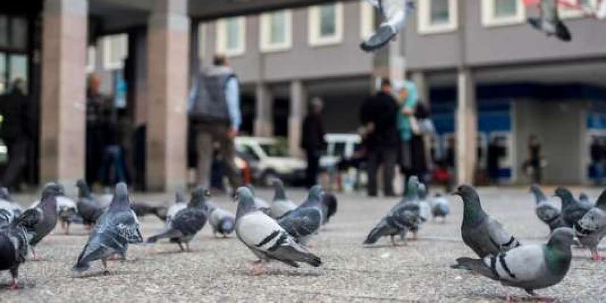 Effective Pigeon Removal in Las Vegas: Why Enviro Guard Pest Control Is the Trusted Choice for Bird Control