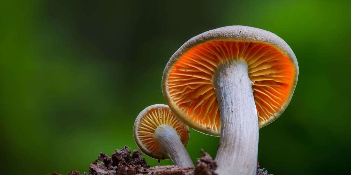 South East Asia Mushroom Market Trends, Growth & Forecast 2025-2033