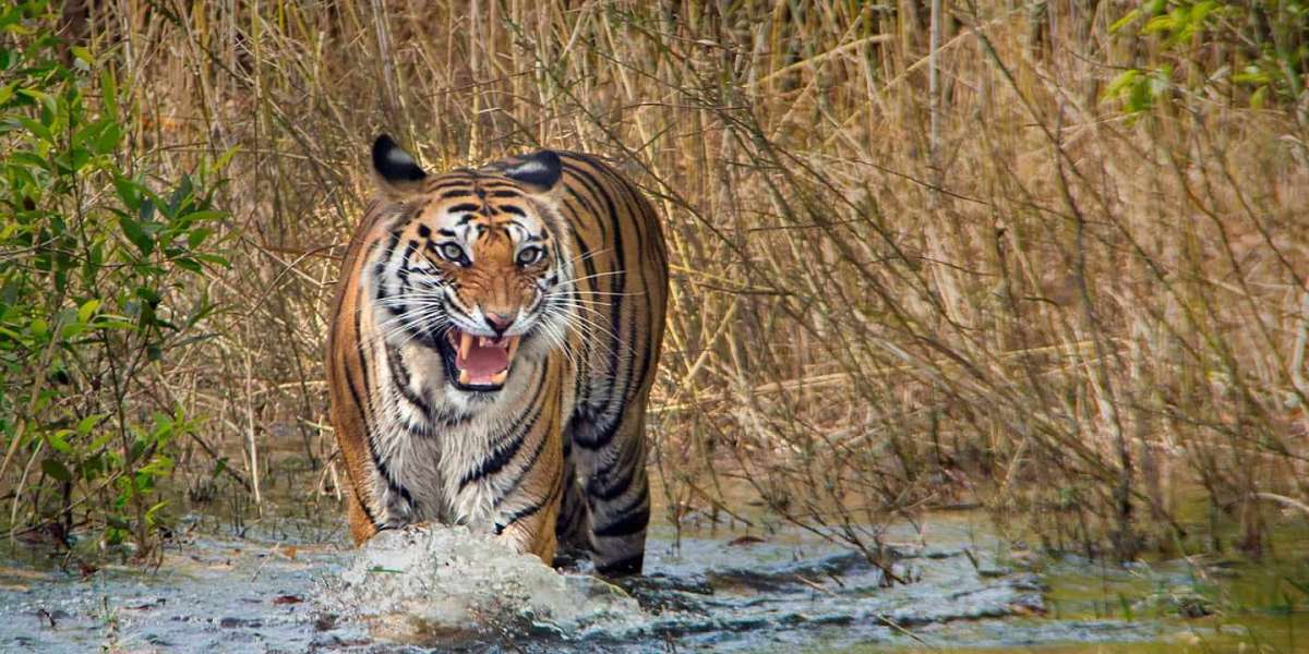 Luxury Stay in the Jungle: Explore Bandhavgarh’s Most Elegant Resorts