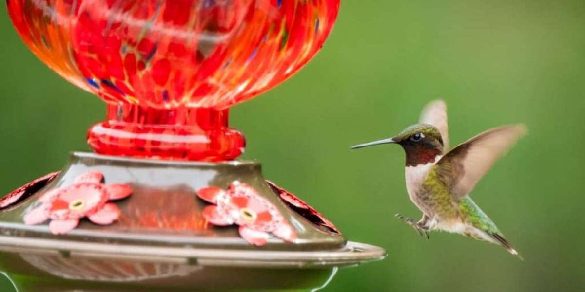 Why Your Hummingbird Feeder Isn’t Working — And How to Fix It Fast!