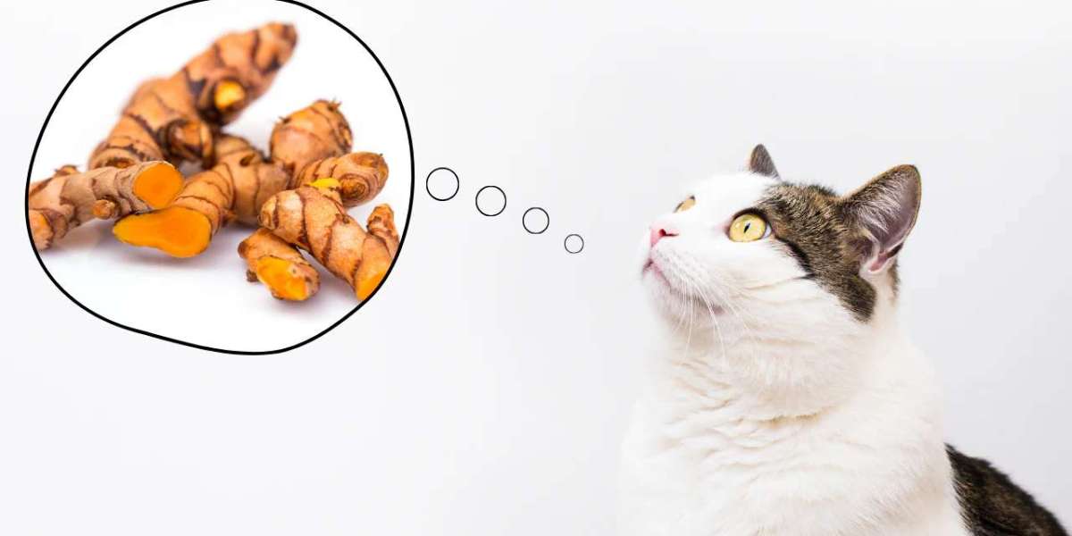 The Role of Turmeric in Reducing Pet Joint Inflammation