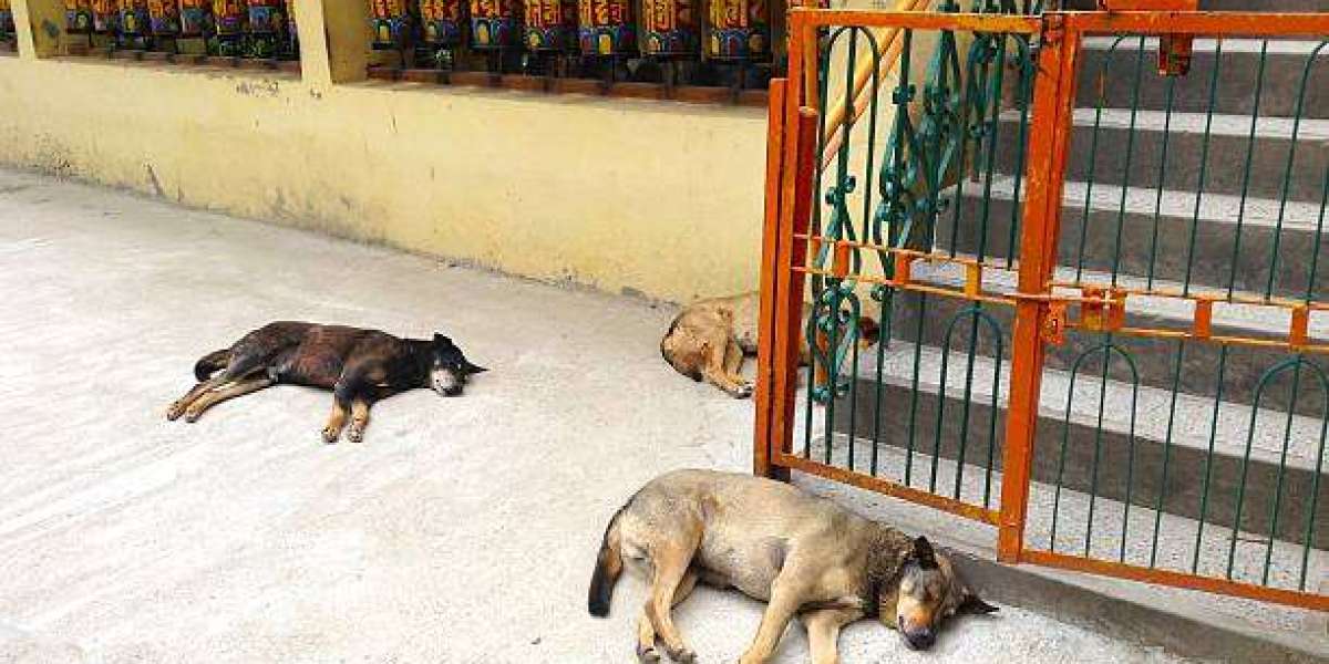 The History and Charm of Tibetan Temple Dogs