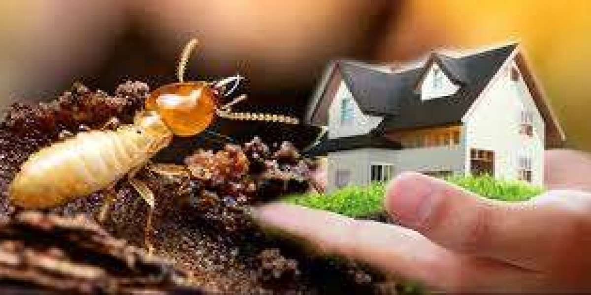 Effective Termite Treatment in Kissimmee | Rapid Response