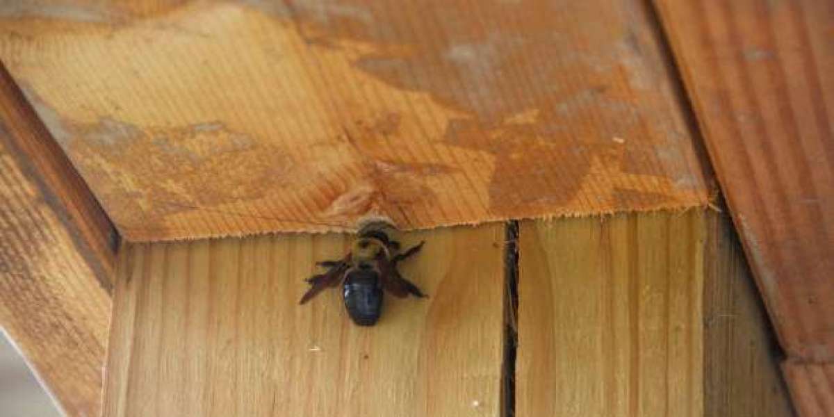 Carpenter Bee Control Services | Sono Marin Pest Experts