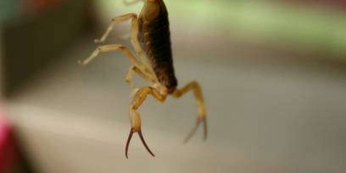 Trusted Scorpion Exterminator in Las Vegas | Ranger Pest Control