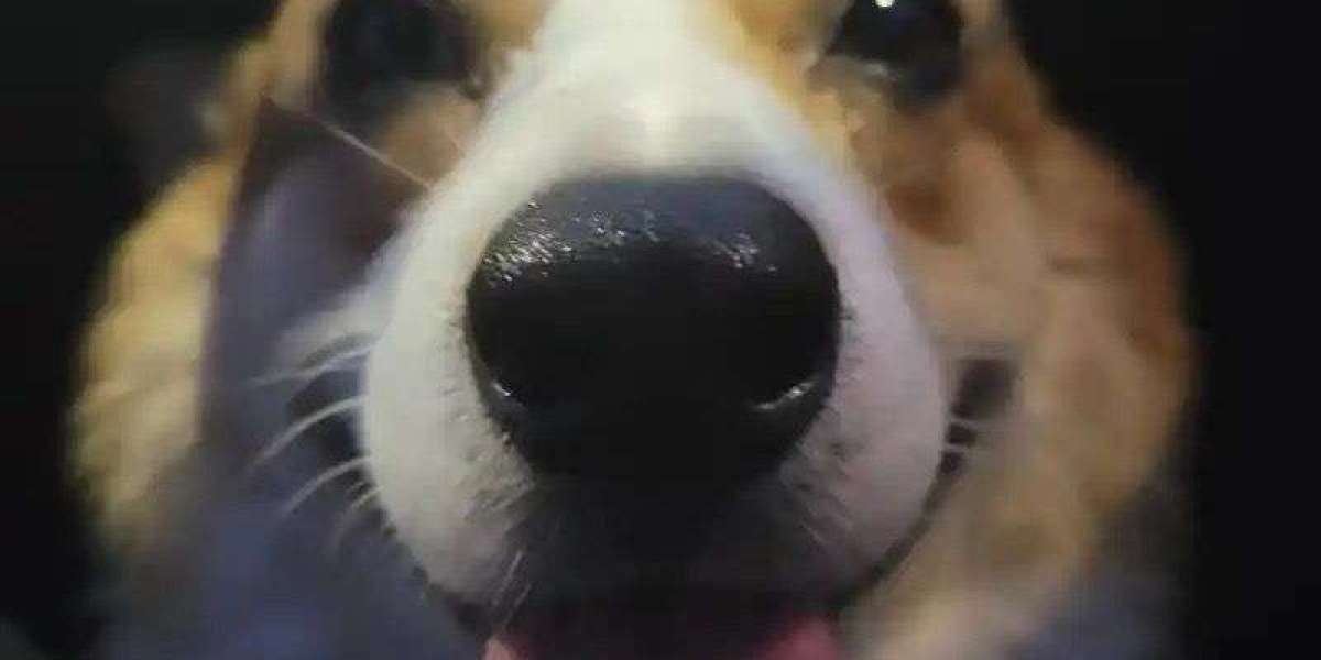 Cocaine overdose remains a critical concern