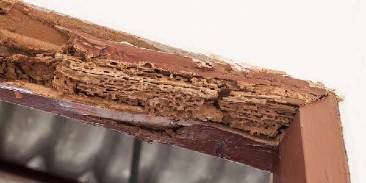 Termite Inspection in Miami-Dade County: Protect Your Property Before It’s Too Late