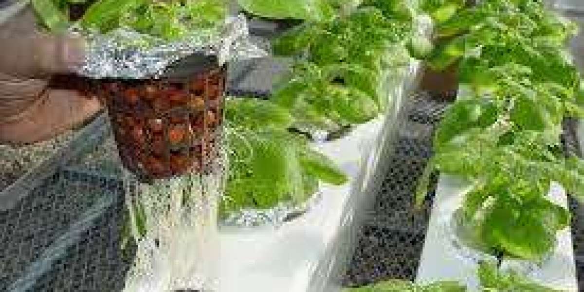 Hydroponics Market demand fueled by rising organic food consumption and advanced nutrient management systems
