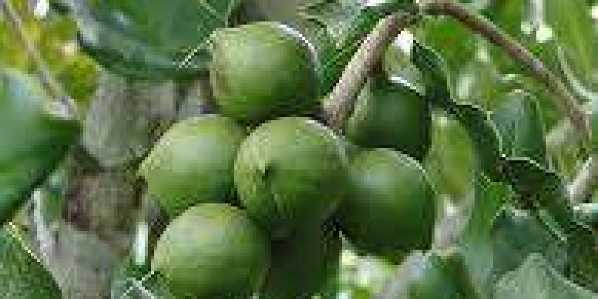Macadamia Market Trends and Opportunities for Sustainable Farming and Organic Production