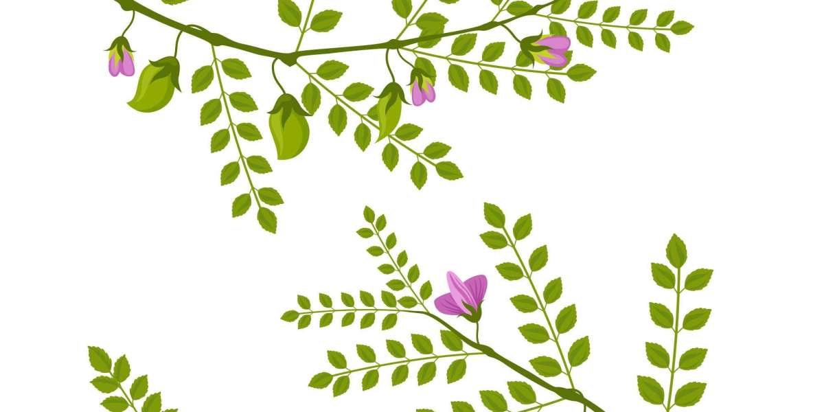 Harnessing the Healing Power of the Moringa Tree for Modern Wellness